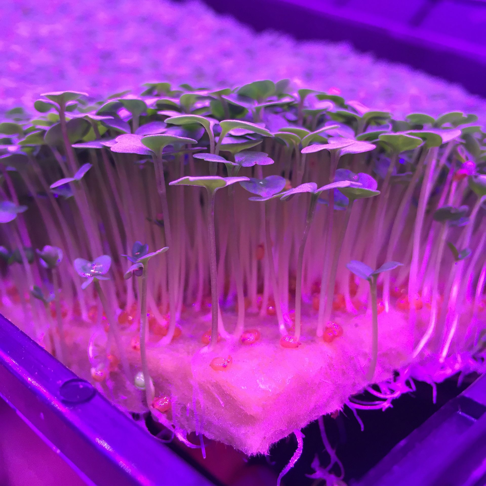 GRODAN CRESS PLATE 495x240x10MM PER COLTIVAZIONE GERMOGLI E MICROGREENS