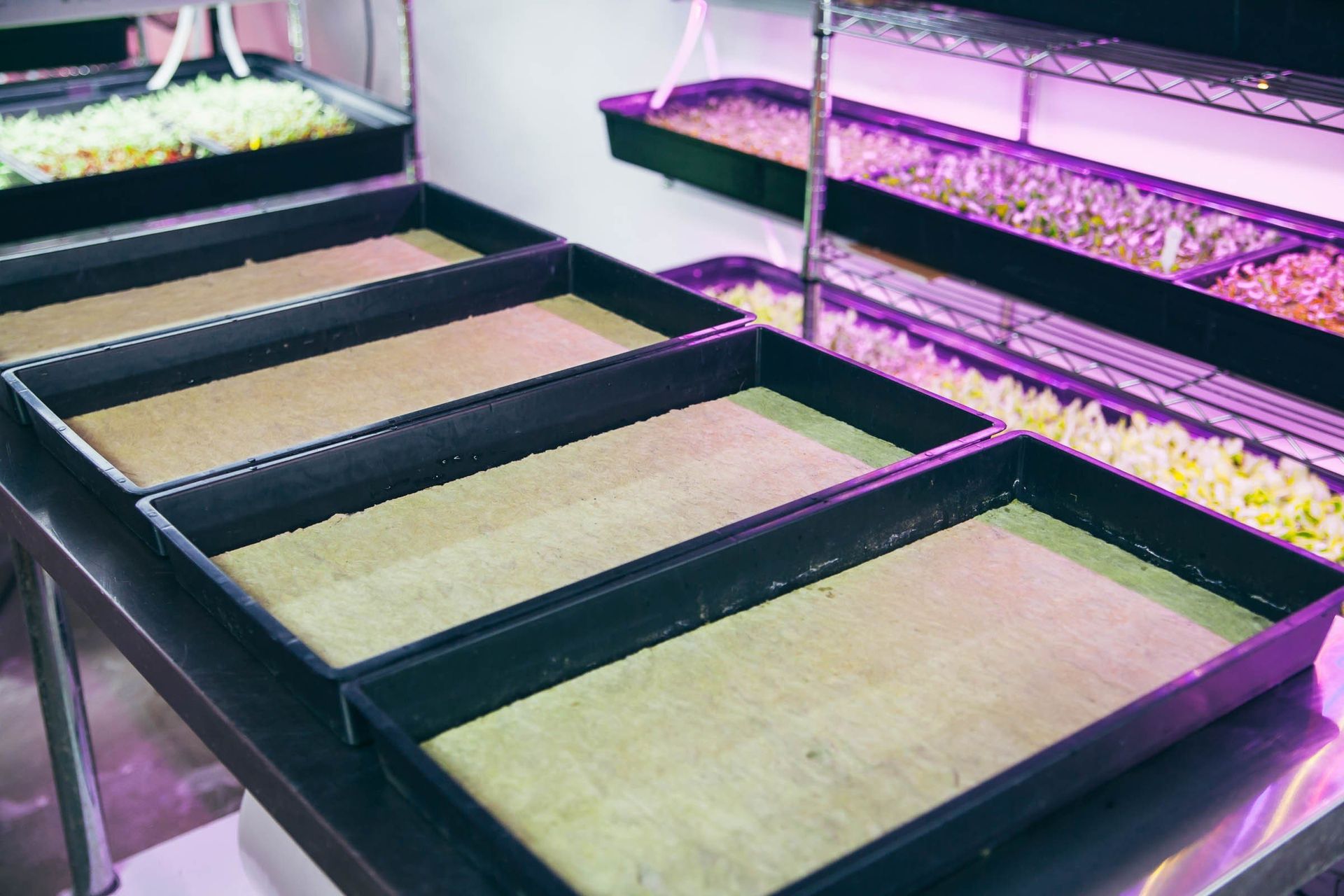 GRODAN CRESS PLATE SCATOLA DA 95 PEZZI 495x240x10MM PER COLTIVAZIONE GERMOGLI E MICROGREENS