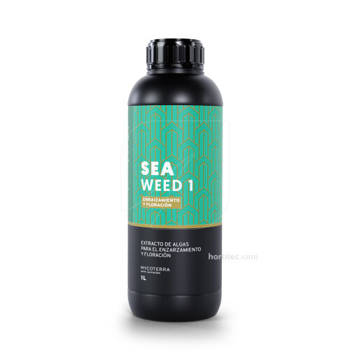 Sea Weed 1 Mycoterra